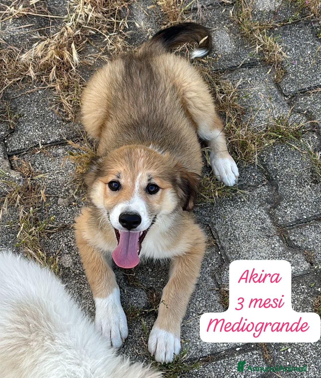 Meticcio cani in regalo: Cuccioli cercano urgentemente famiglia  a Provincia di Monza e della Brianza - Annuncio 12