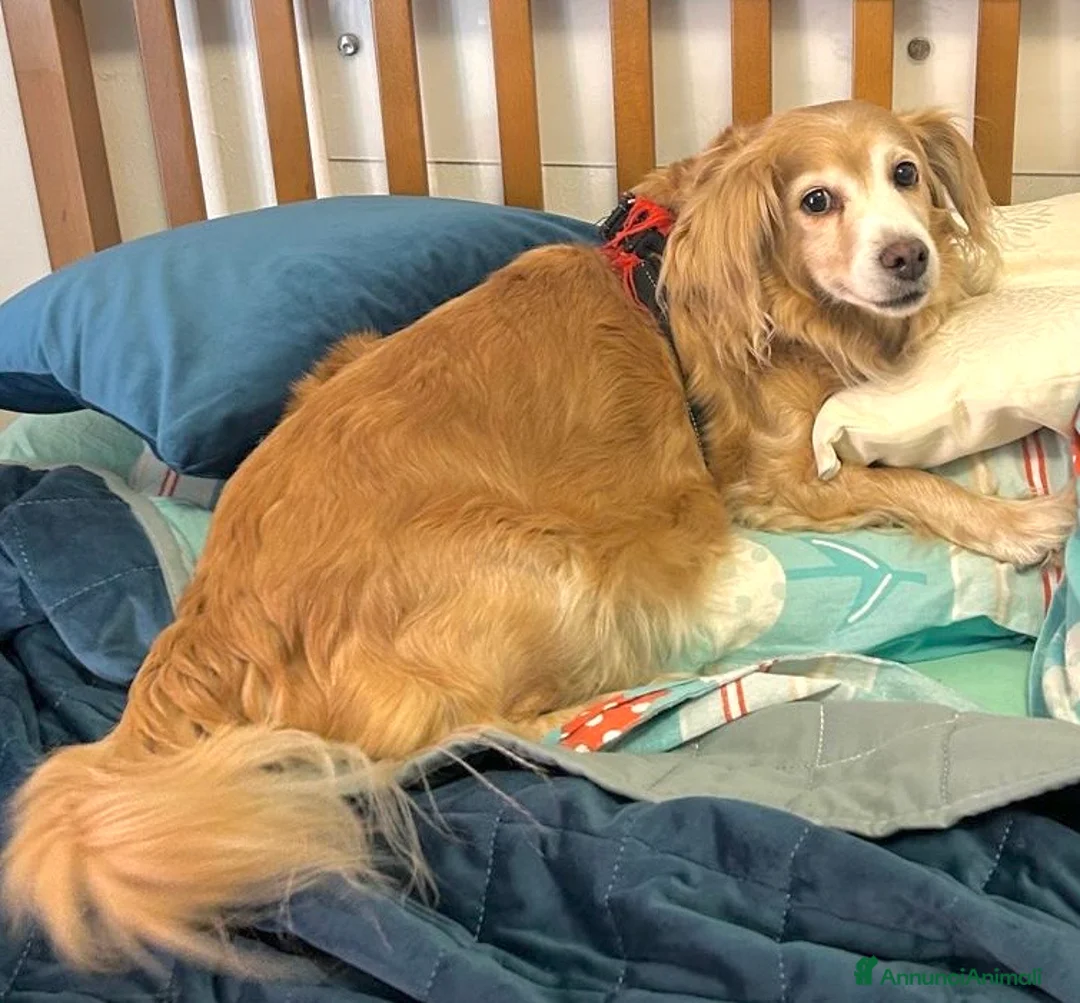 Meticcio cani in regalo: Birillo e Sasha taglie piccole 6 e 8 anni  - Annuncio 5