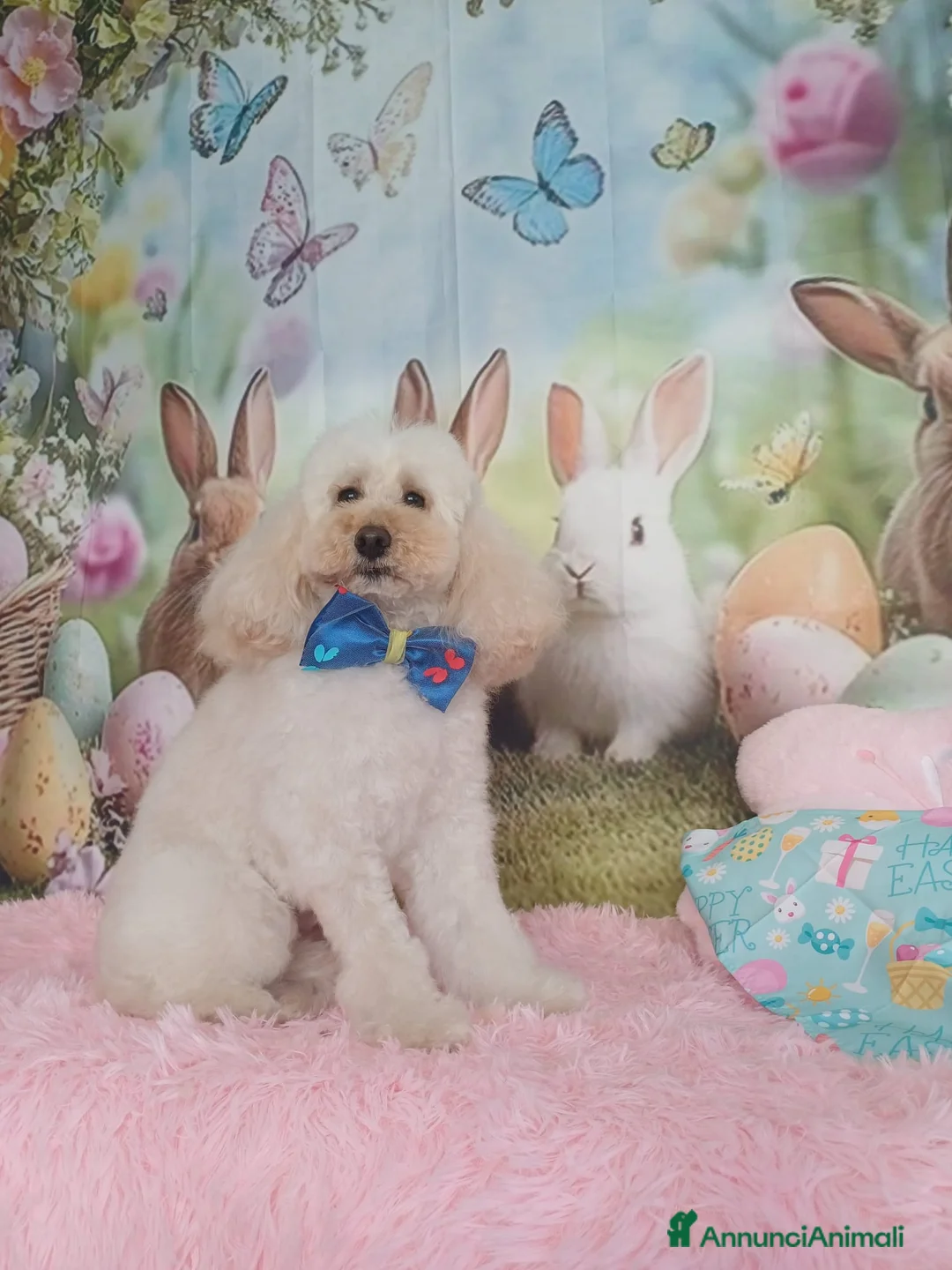 Barboncino cani in regalo: Regalo Barboncino a Provincia di Ascoli Piceno - Annuncio 3