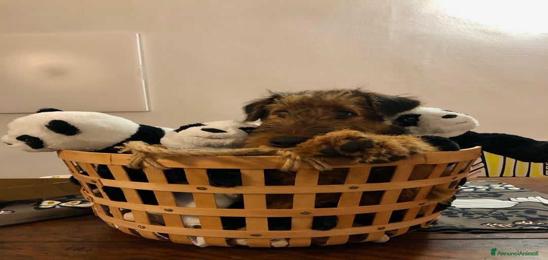 Immagine della galleria {{count}}