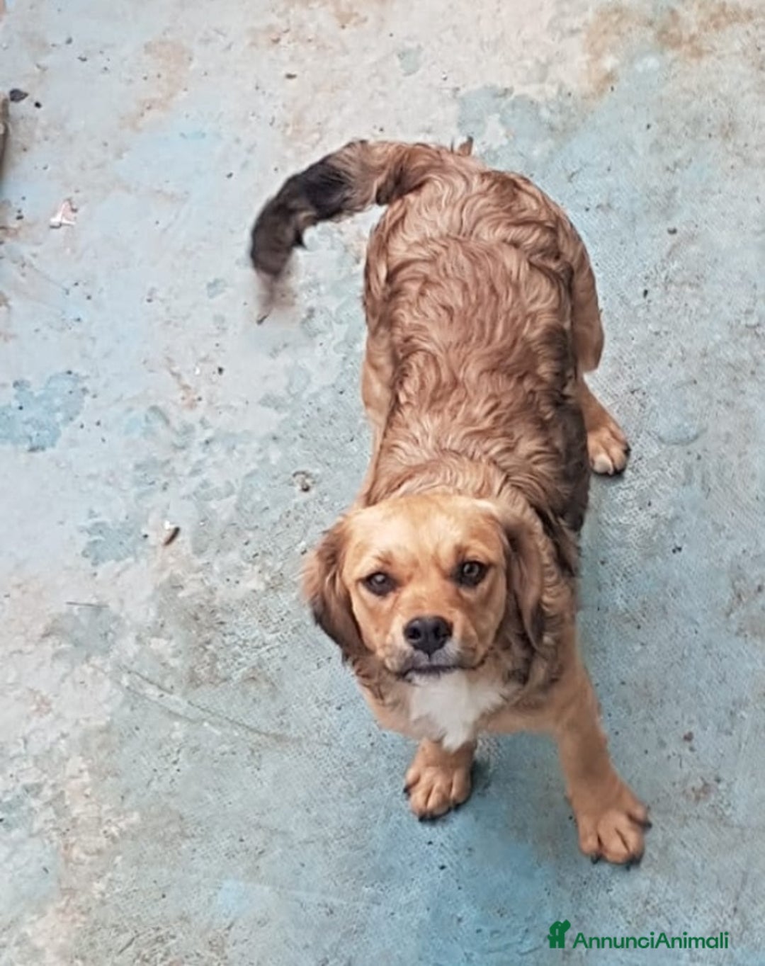 Altre razze cani in regalo: Natale per cuccioletti  - Annuncio 3