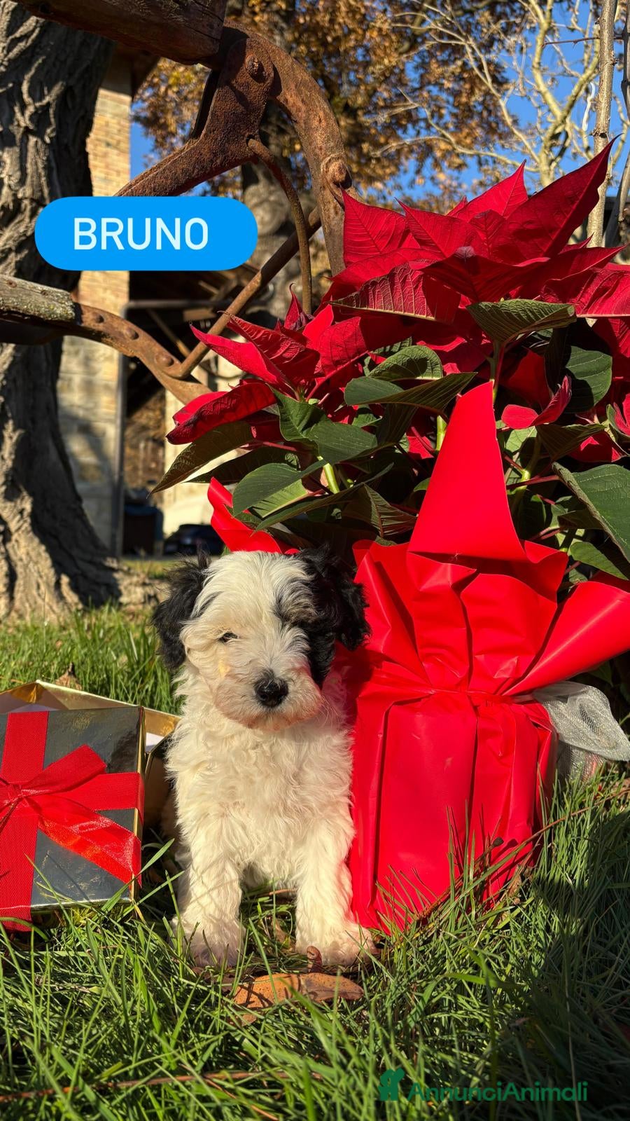 Meticcio cani maltipoo - Annuncio 2