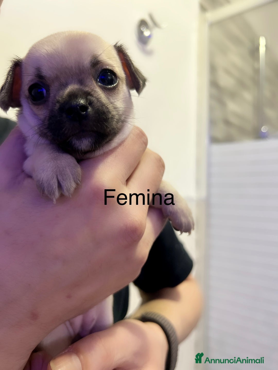 Chihuahua cani in vendita: Chihuahua  - Annuncio 12