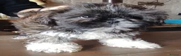 Shih Tzu cani in vendita: Splendidi cuccioli di Shitzu  - Annuncio 7
