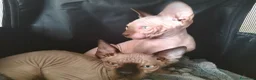 Sphynx gatti in vendita: Gatti Sphynx  - Annuncio 1