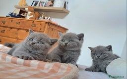 British gatti in vendita: Disponibile cucciolo maschio e femmina blu - Immagine 2