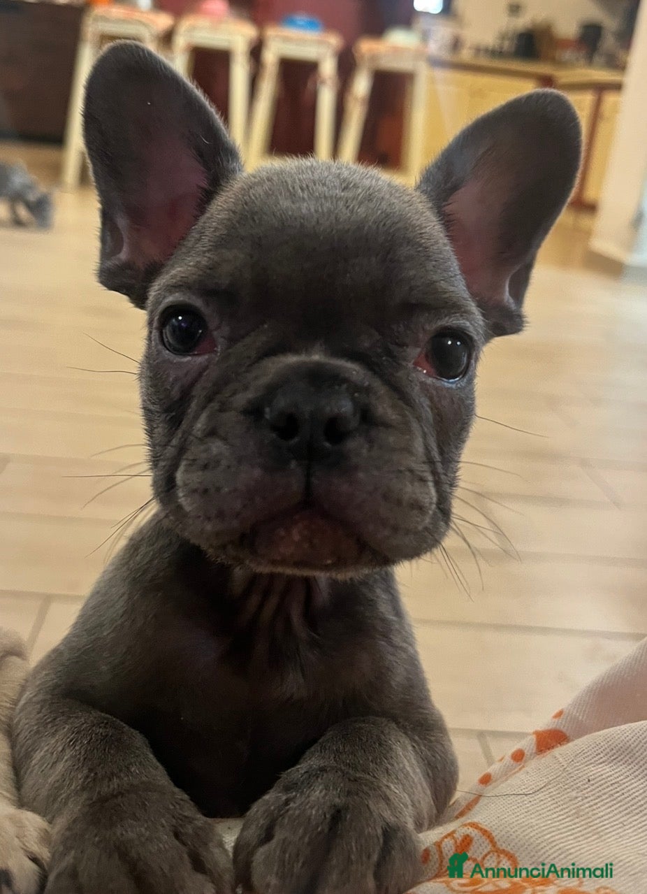 Bulldog Francese cani Cuccioli bulldog francese - Annuncio 1
