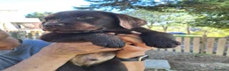 Labrador cani in vendita: Cuccioli Labrador cioccolato  a Città Metropolitana di Bologna - Annuncio 2