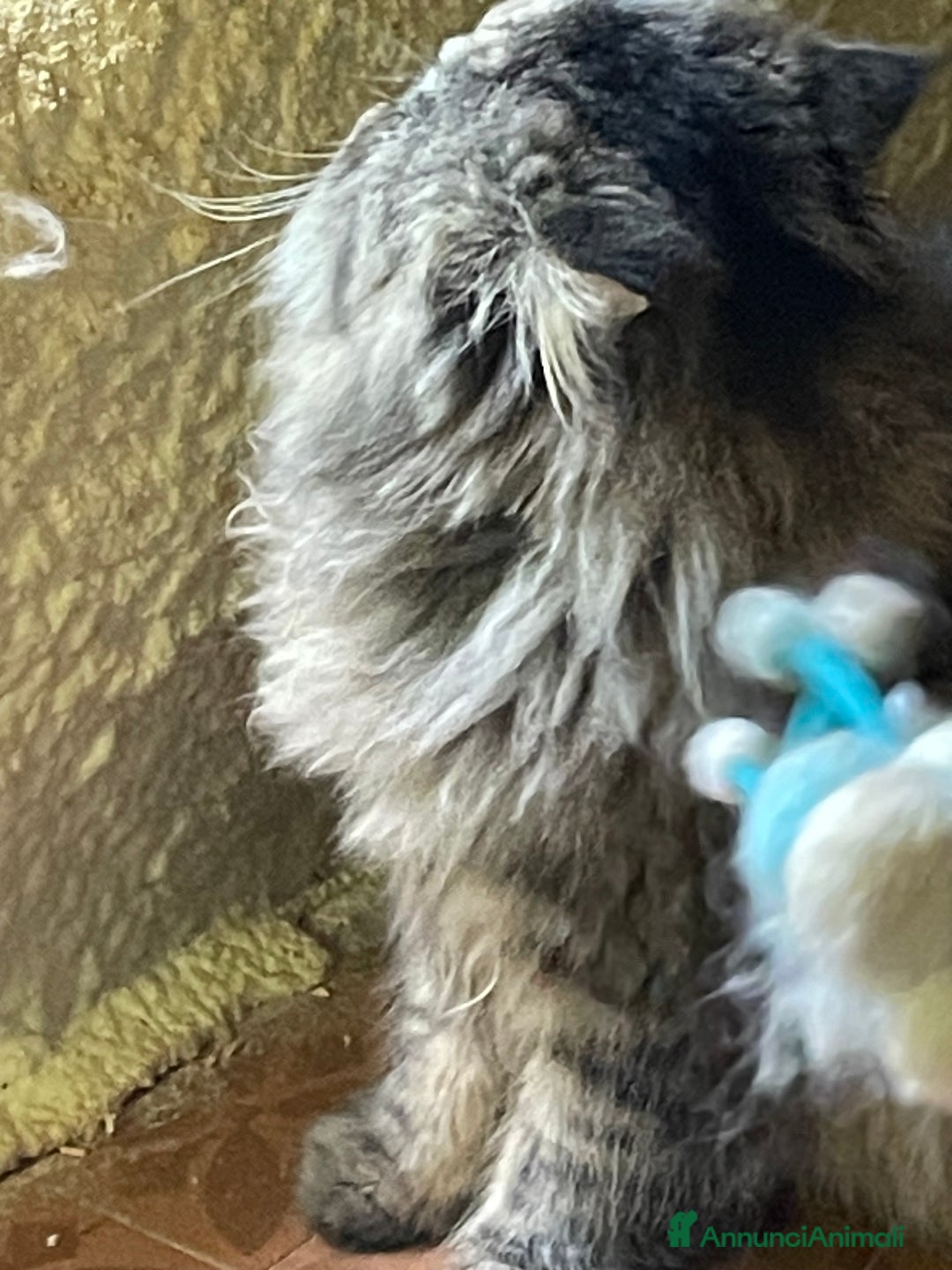 Persiano gatti in vendita: gatto persiano tabby con pedigree - Annuncio 13