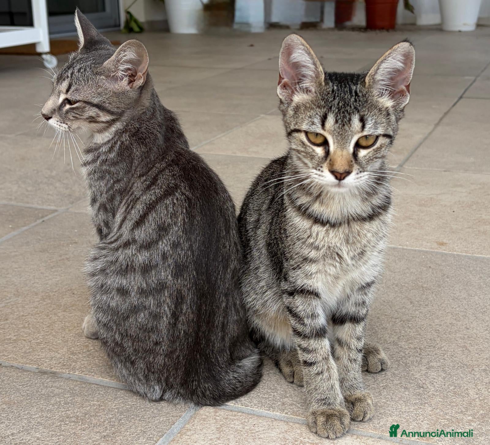 Meticcio gatti Tom e Jerry  - Annuncio 16