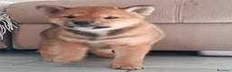 Shiba Inu cani in vendita: Shiba inu - Annuncio 4