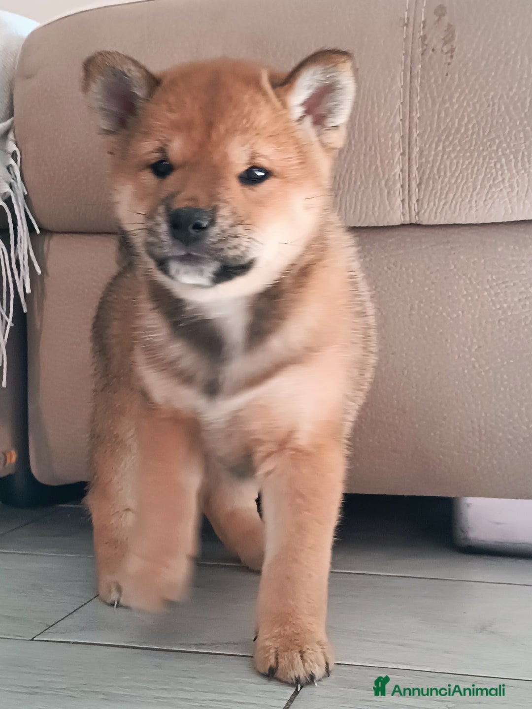 Shiba Inu cani in vendita: Shiba inu - Annuncio 4