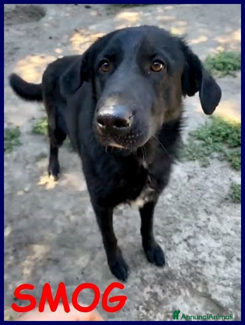 Meticcio cani SMOG dolcissimo pacioccone - Annuncio 2