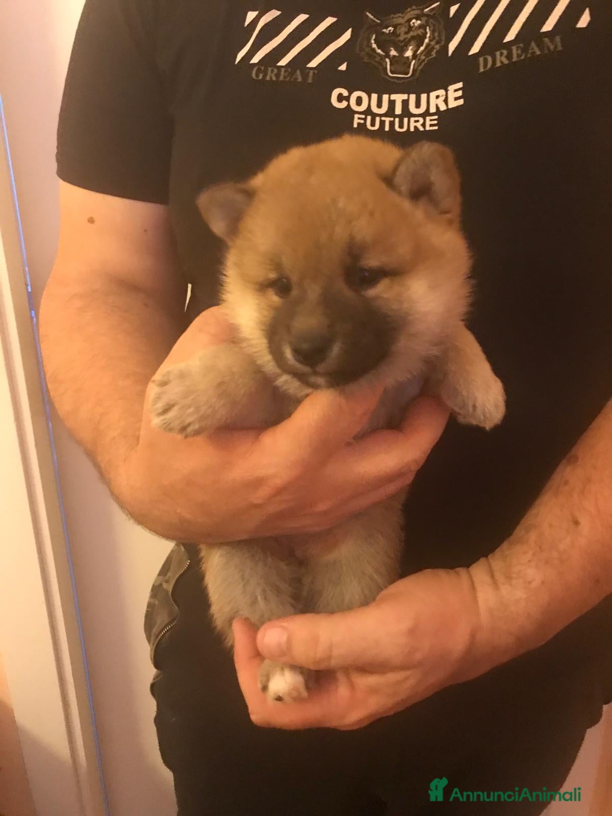 Shiba Inu cani in vendita: Cuccioli shiba Inu stupendi  a Provincia di Ancona - Annuncio 3