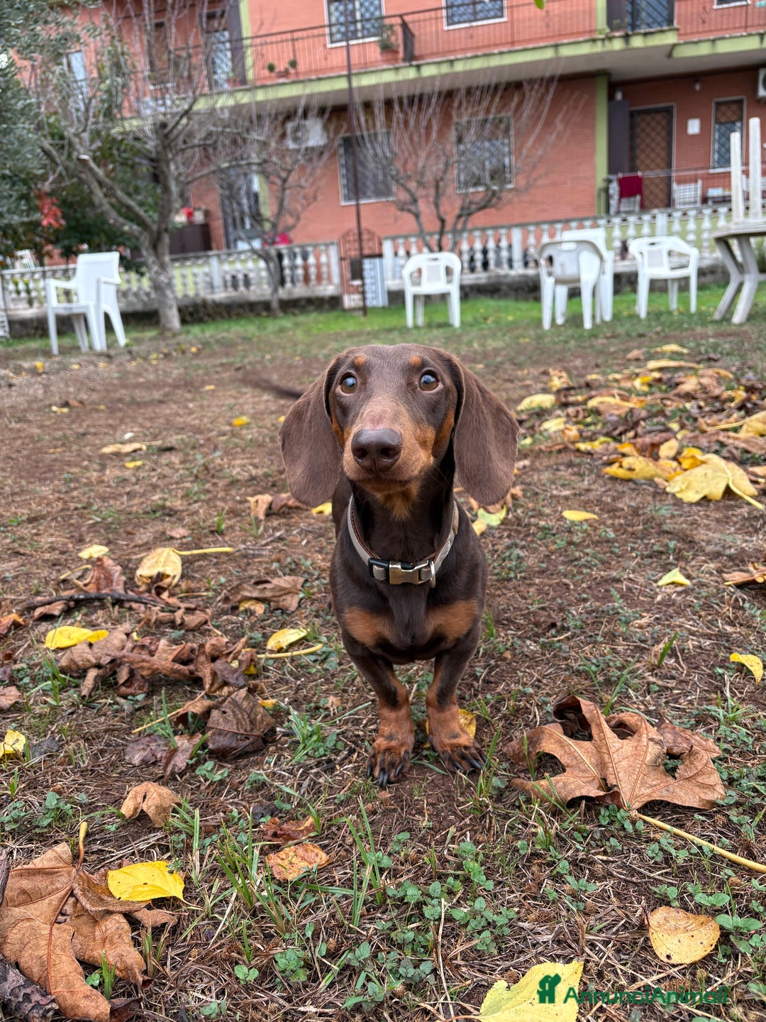 Bassotto cani per accoppiamento: Bassotto nano disponibile per accoppiamento  - Annuncio 2