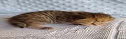 Scottish gatti in vendita: Cuccioli Scottish Fold e Straight a Provincia di Reggio Emilia - Annuncio 25