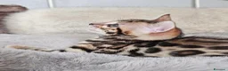 Bengala gatti in vendita: Splendidi cuccioli di bengala - Annuncio 8