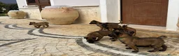 Pastore Belga cani in vendita: Splendidi cuccioli di Pastore Belga Malinois  - Annuncio 14