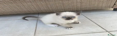 Ragdoll 3