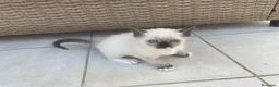 Ragdoll gatti in vendita: Gatto ragdoll - Annuncio 3