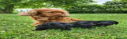 Cocker cani in vendita: Cuccioli di cocker a Provincia di Padova - Annuncio 3