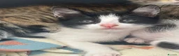 Meticcio gatti in regalo: Iris, bellissima - Annuncio 3