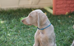 Weimaraner cani in vendita: Mr Blue cerca la sua famiglia perfetta a Provincia di Reggio Emilia - Immagine 5