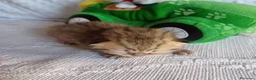 Scottish gatti in vendita: Cuccioli Scottish Fold e Straight a Provincia di Reggio Emilia - Annuncio 33