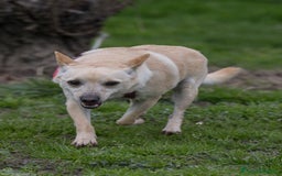 Meticcio cani in regalo: DARTY, piccolo e dolce meticcio cerca casa a Città metropolitana di Milano - Immagine 4