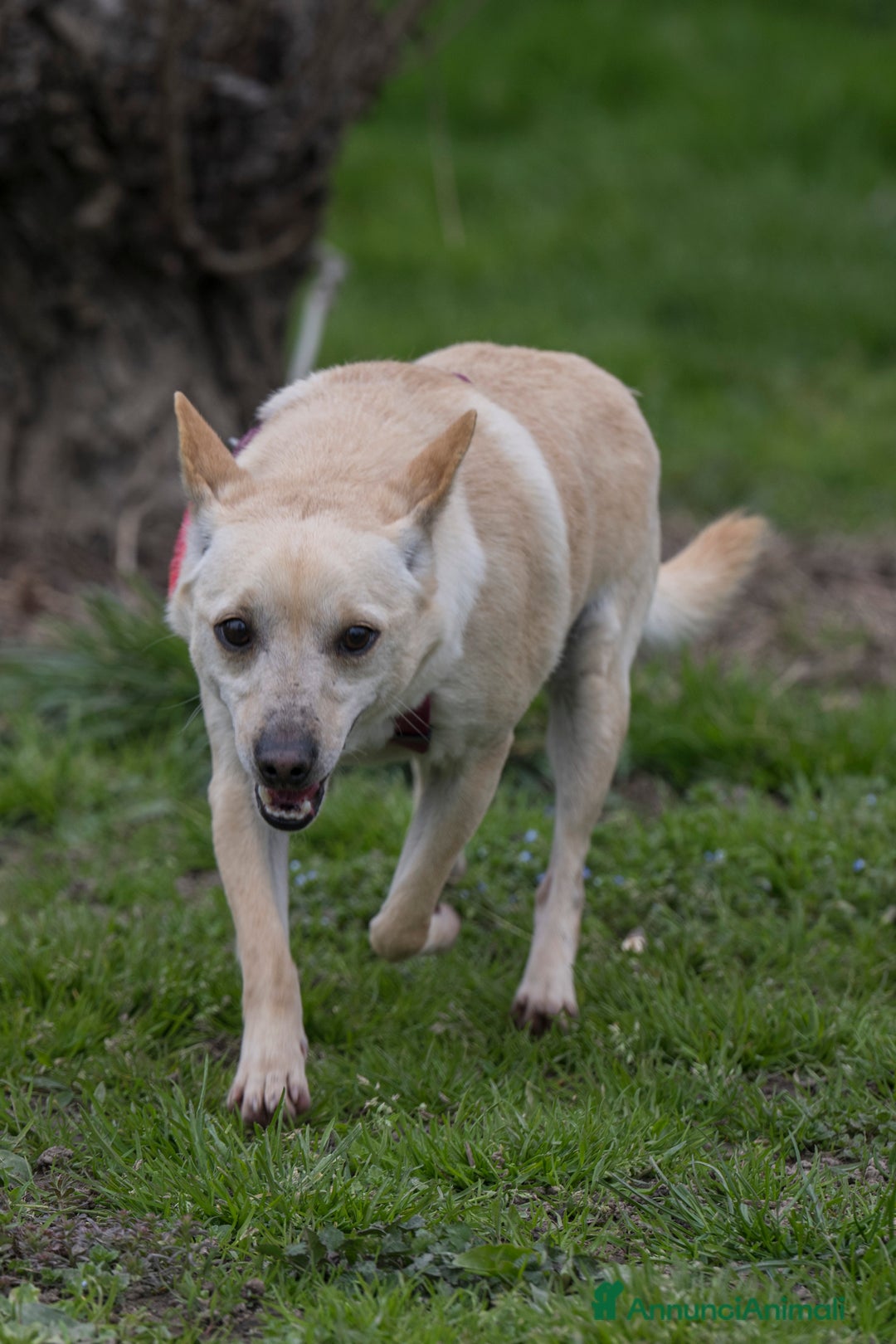 Meticcio cani in regalo: DARTY, piccolo e dolce meticcio cerca casa a Città metropolitana di Milano - Immagine 4