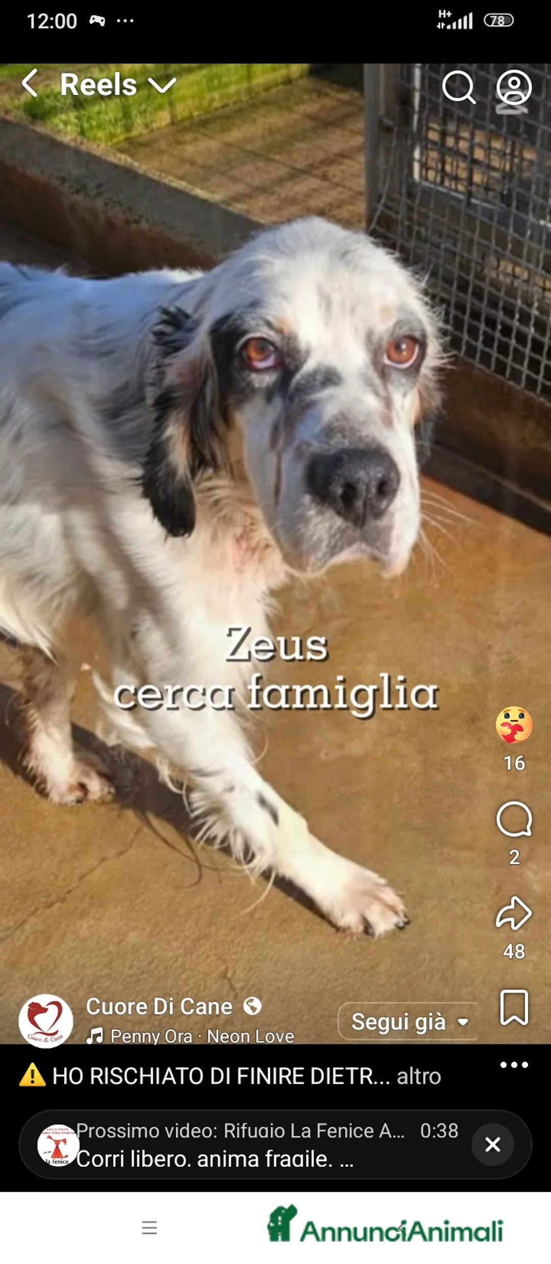 Setter Inglese cani in regalo: Zeus: giovane setter socievole equilibrato  - Annuncio 1
