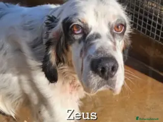 Setter Inglese cani Zeus: giovane setter socievole equilibrato - Annuncio 2