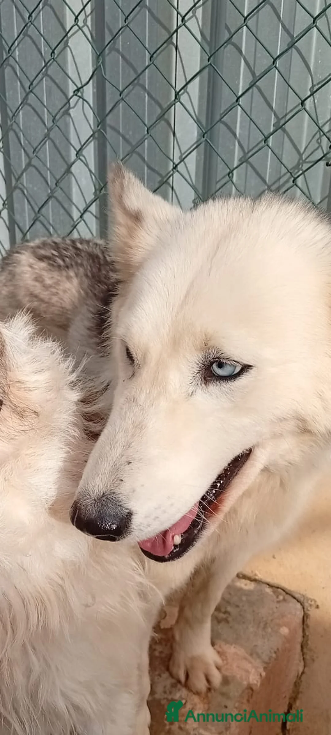 Husky cani in regalo: Donut, una dolcezza di Husky - Annuncio 2