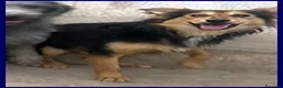 Meticcio cani in regalo: DANUBIO lupacchiotto timidone - Annuncio 5