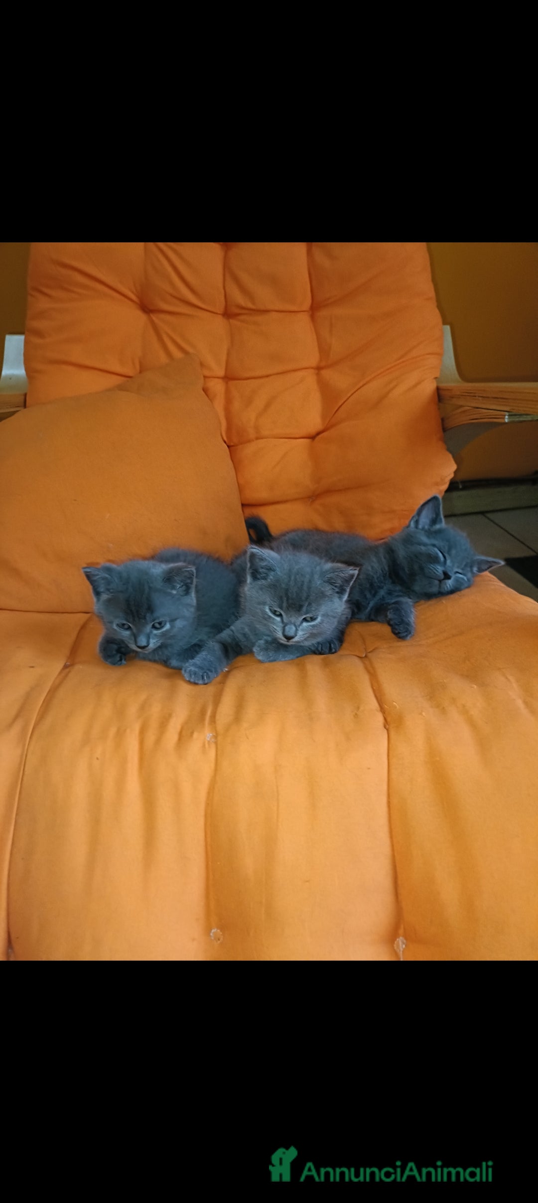 Certosino gatti in vendita: Cuccioli di CERTOSINO PURISSIMI a Metropolitan City of Milan - Immagine 18