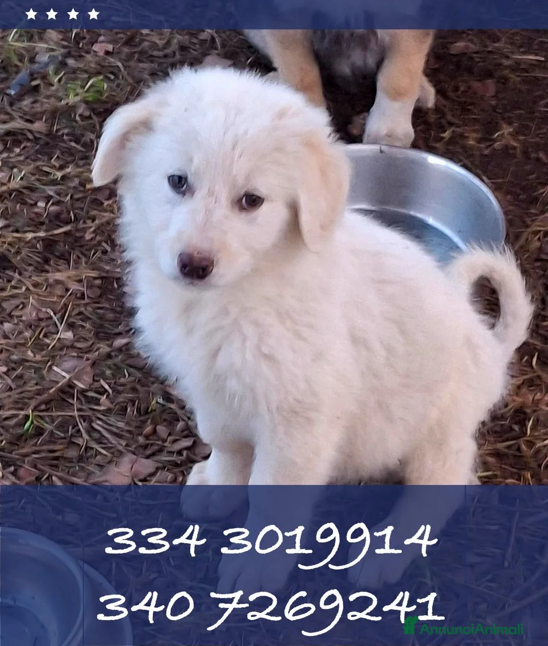 Meticcio cani in regalo: EROS 💙 - cucciolo futura taglia medio-grande🥰 - Annuncio 2