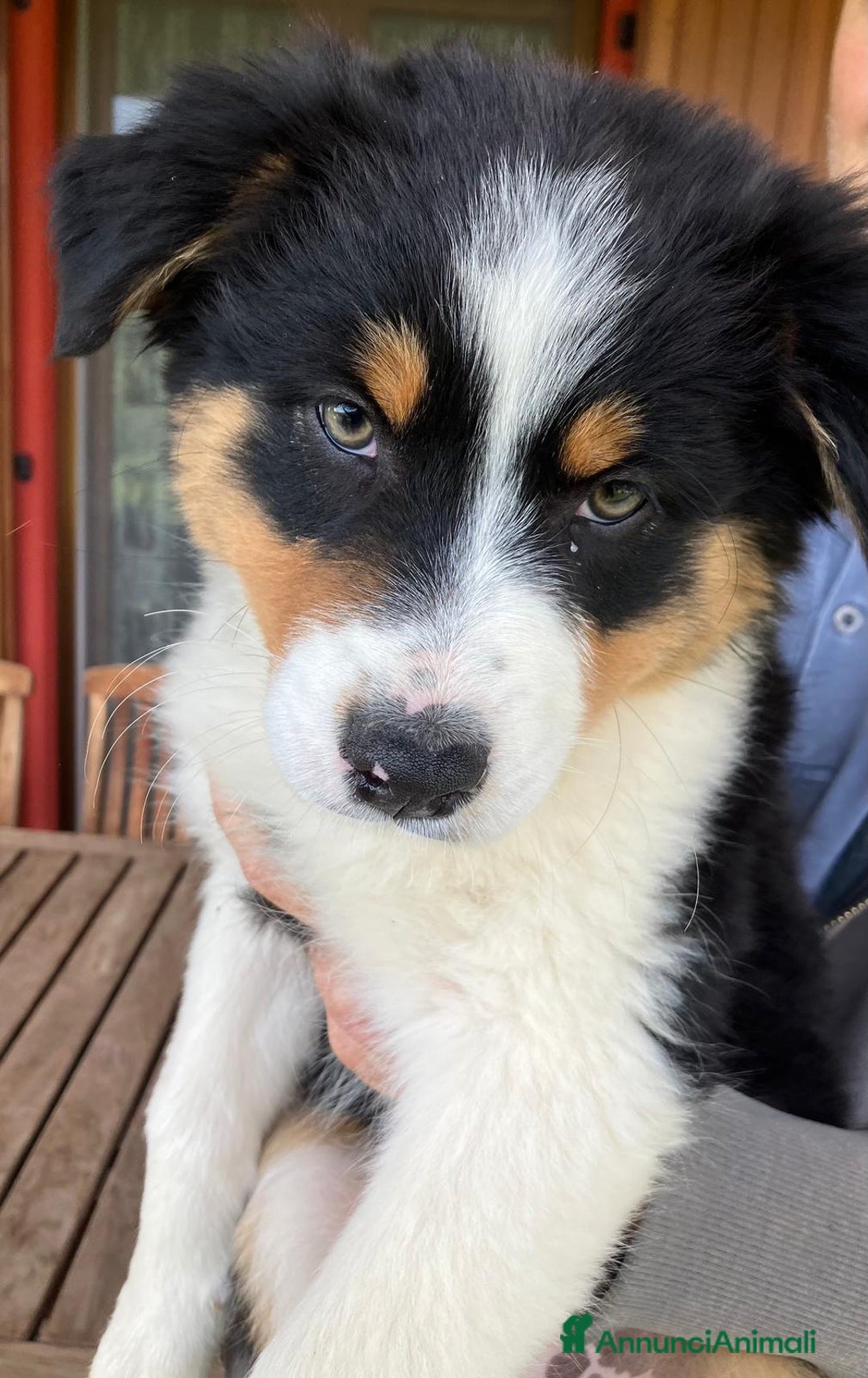 Australian Shepherd cani in vendita: Cucciola Australian Sheperd Pastore Australiano a Provincia di Bergamo - Immagine 3