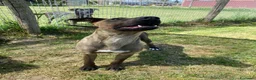 Pastore Belga cani in regalo: MALI DOLCE PASTORE MALINOIS 💥 - Annuncio 2