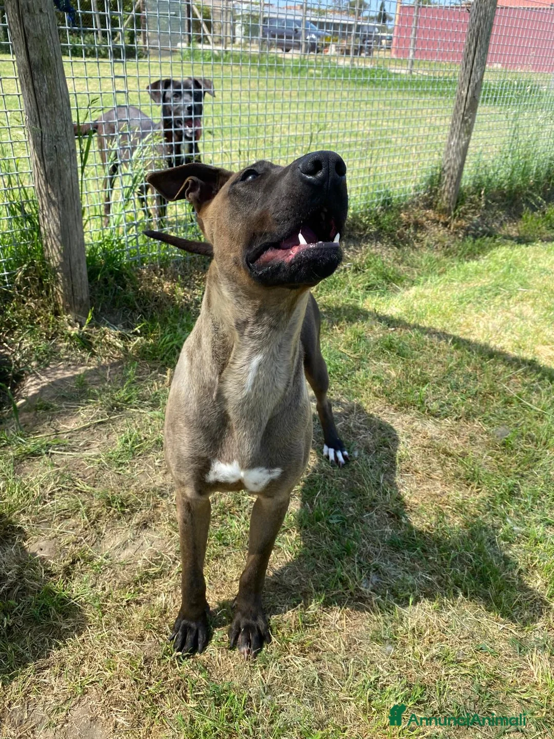 Pastore Belga cani in regalo: MALI DOLCE PASTORE MALINOIS 💥 - Annuncio 2