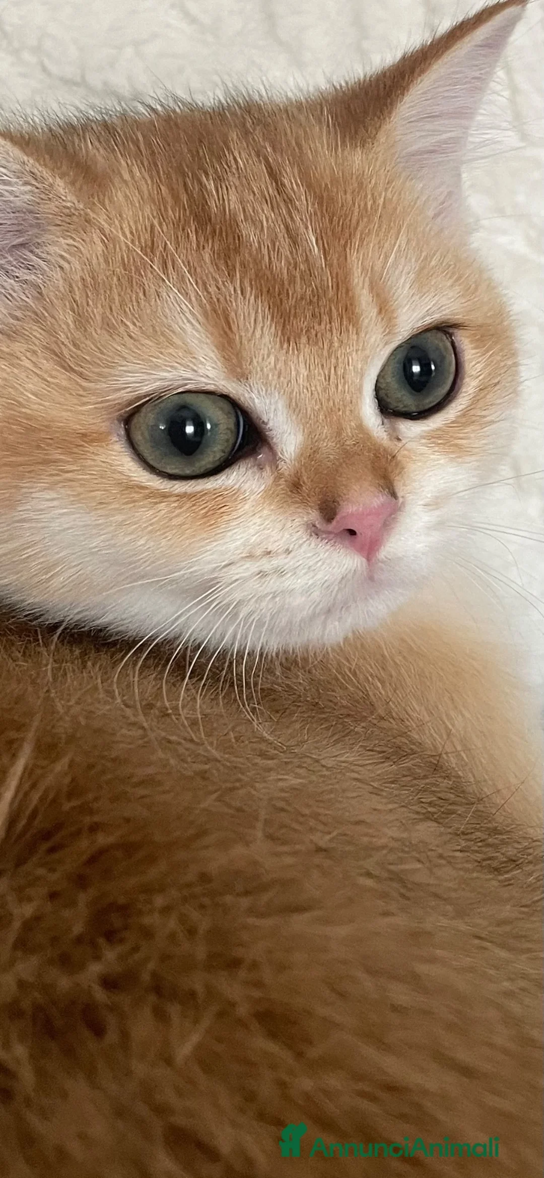 British gatti in vendita: Cucciolo British Shorthair N12 - Annuncio 1