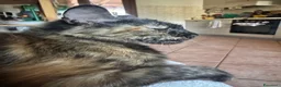 Maine Coon gatti in vendita: Maine coon  - Annuncio 2