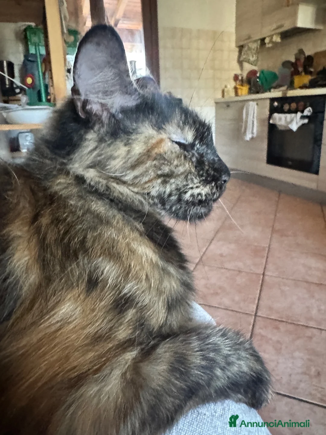 Maine Coon gatti in vendita: Maine coon  - Annuncio 2