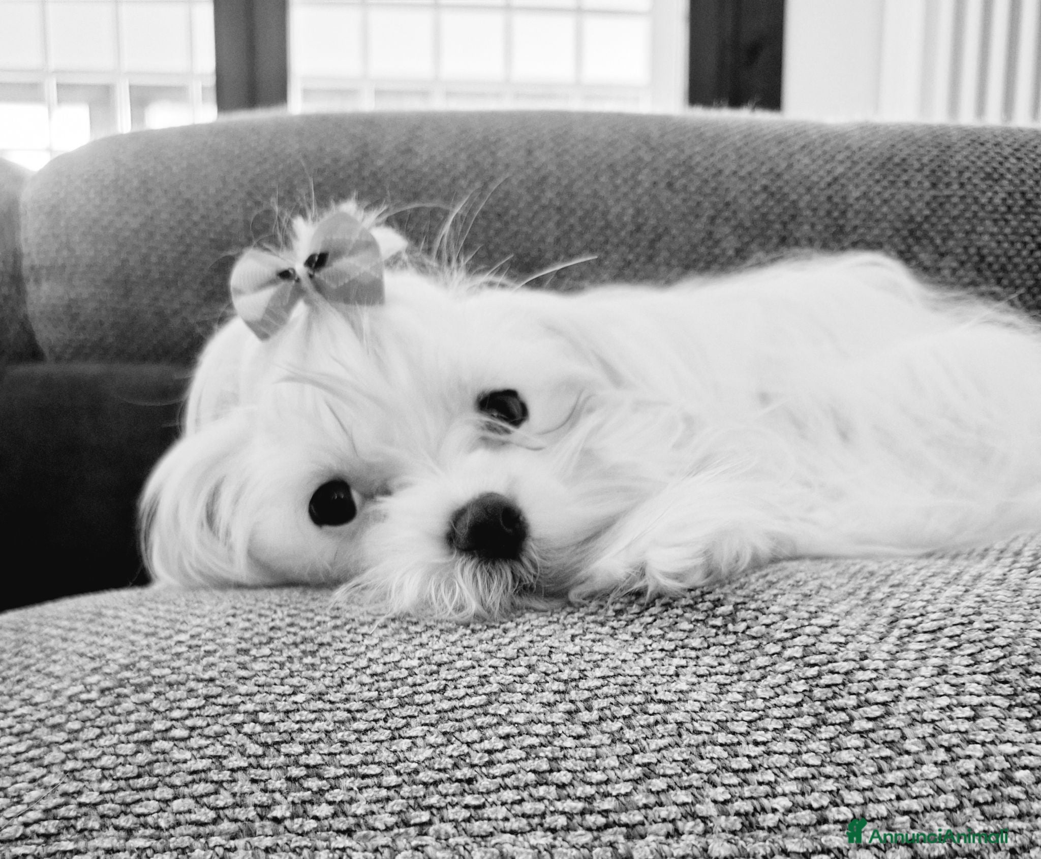 Maltese cani Maltesi maschi PEDIGREE ENCI - Annuncio 2