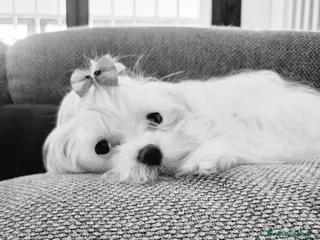 Maltese cani Maltesi maschi PEDIGREE ENCI - Annuncio 3