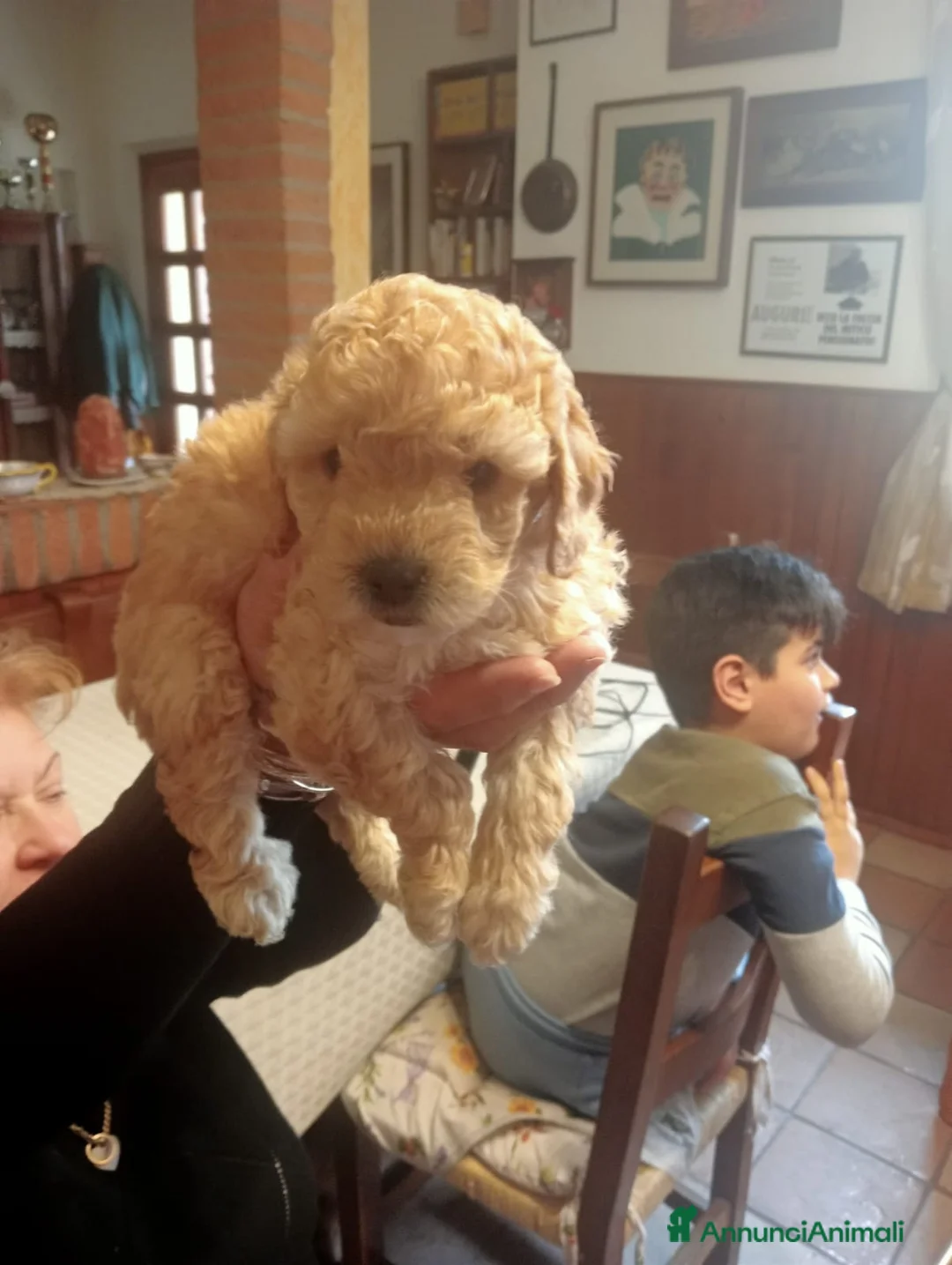 Barboncino cani in vendita: Cuccioli barboncino nano - Annuncio 2