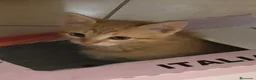 Meticcio gatti in regalo: Gattina Rossa (Ginger) per donazione gratuita - Annuncio 4