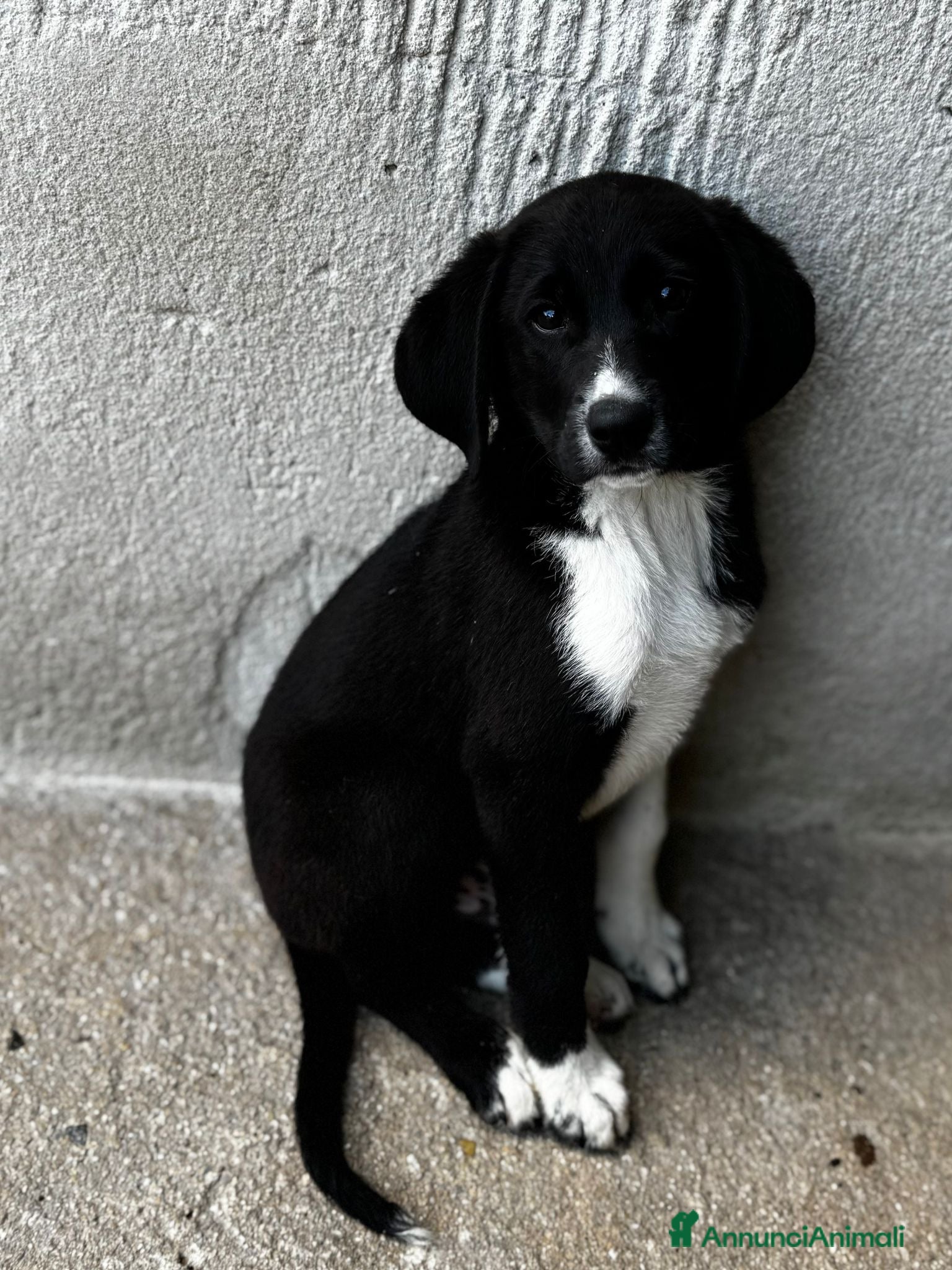 Meticcio cani Oli e Bengy - Annuncio 3