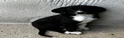 Meticcio cani in regalo: Oli e Bengy a Provincia di Alessandria - Annuncio 1