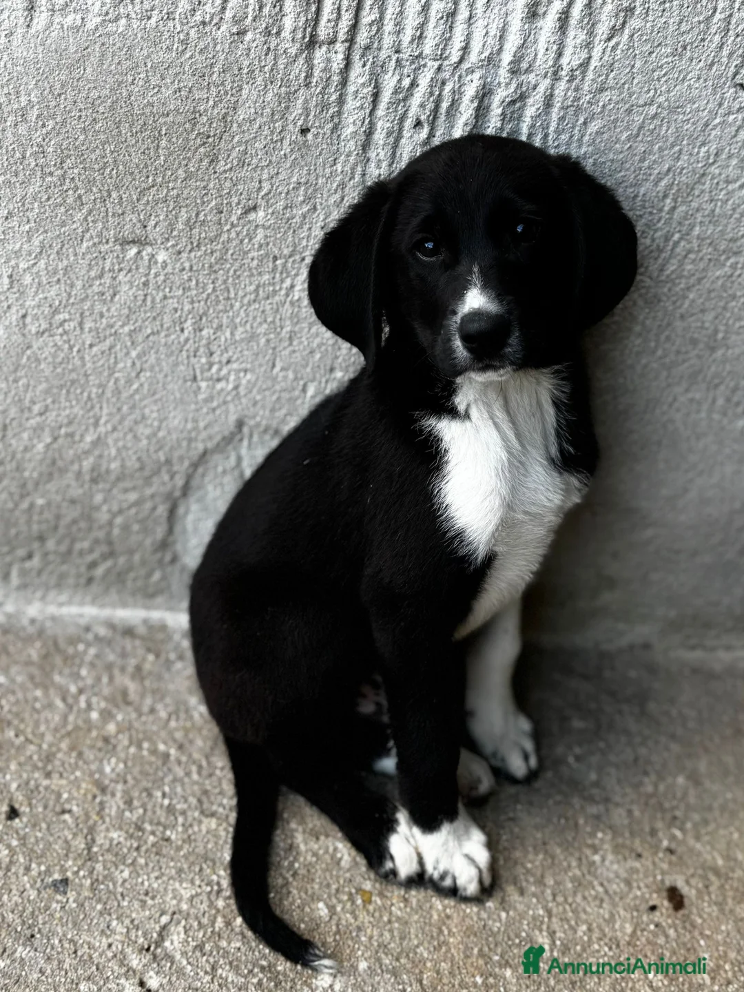 Meticcio cani in regalo: Oli e Bengy a Provincia di Alessandria - Annuncio 1