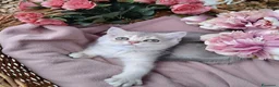 Scottish gatti in vendita: Cucciolata gattini Scottish straight e fold - Annuncio 4